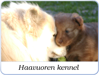 Haavuoren kennel